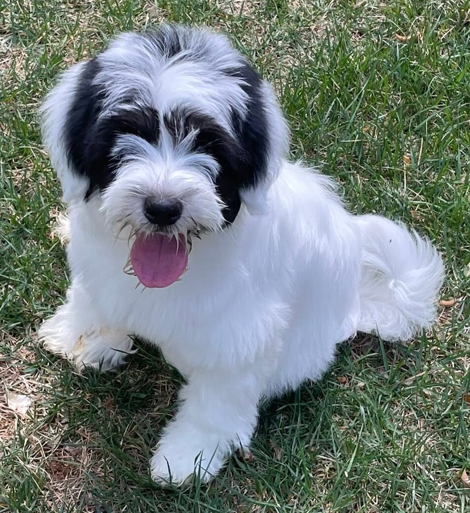 Snowshoe Tibetan Terriers